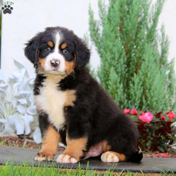 Austin, Bernese Mountain Dog Puppy