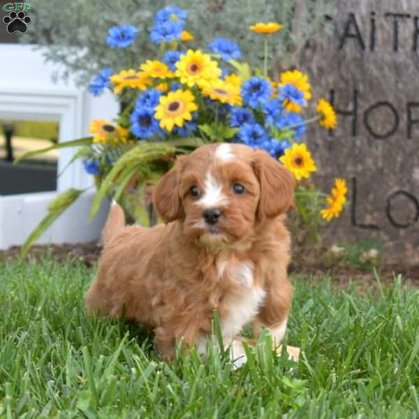 Autumn, Cavapoo Puppy