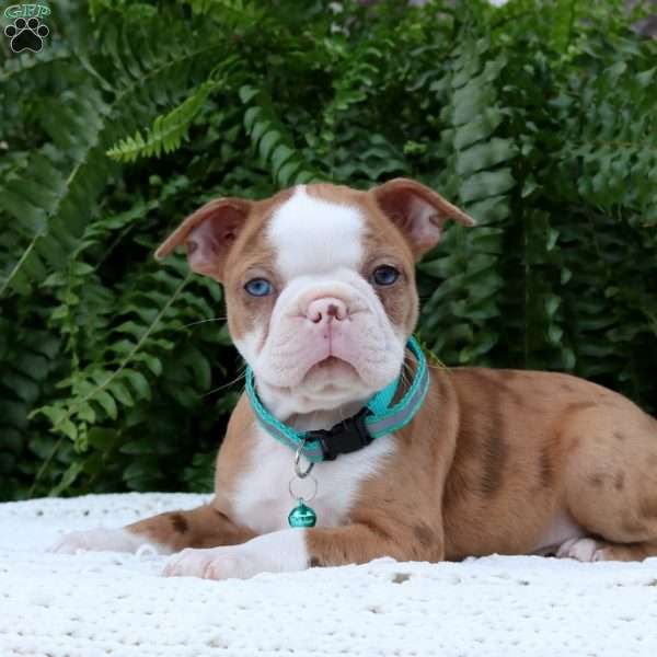 Autumn, Boston Terrier Puppy