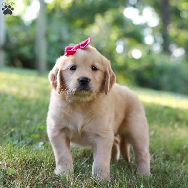 Ava, Golden Retriever Puppy