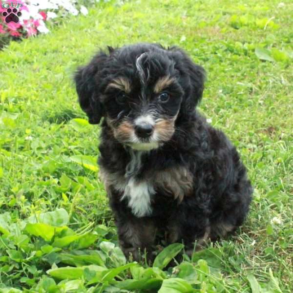 Ava, Mini Bernedoodle Puppy