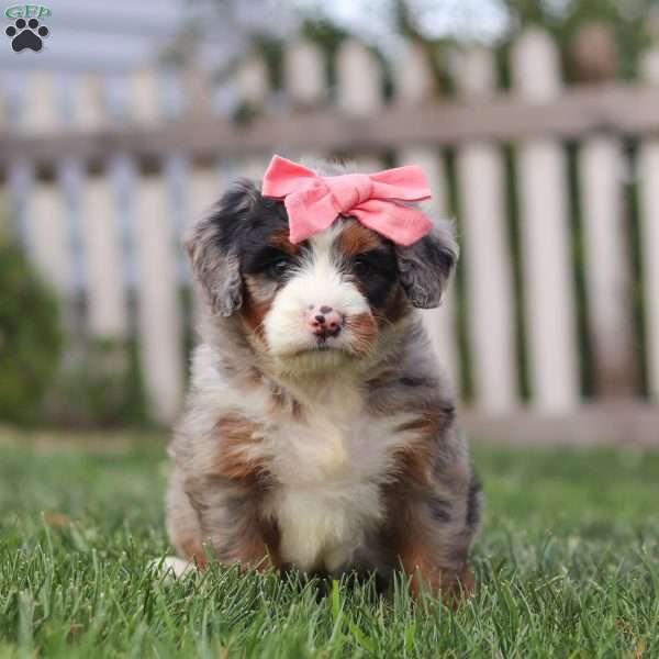 Ava, Mini Bernedoodle Puppy