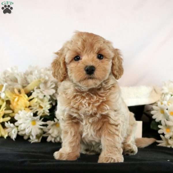 Avery, Maltipoo Puppy