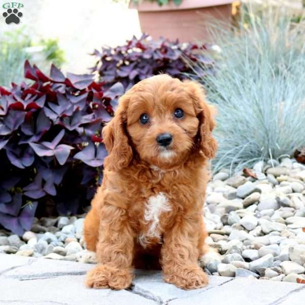 Avery, Cavapoo Puppy