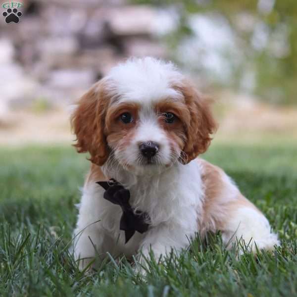 Axel, Cavapoo Puppy