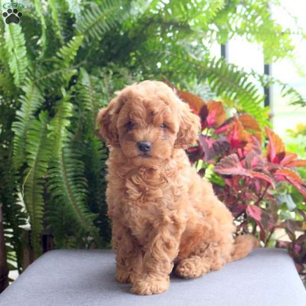 Axel, Miniature Poodle Puppy