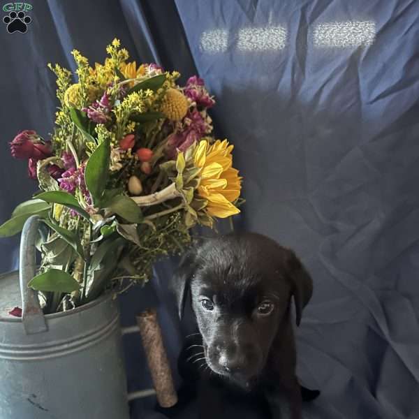 Floral, German Shepherd Mix Puppy