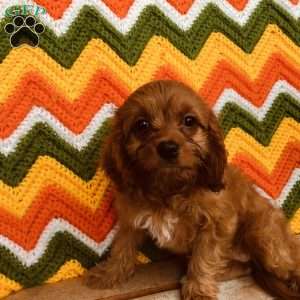 Ruby, Cavapoo Puppy