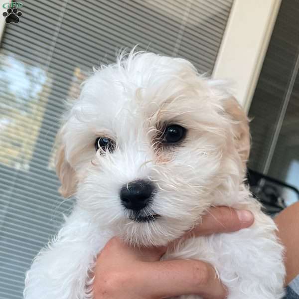 Darcy, Coton de Tulear Puppy