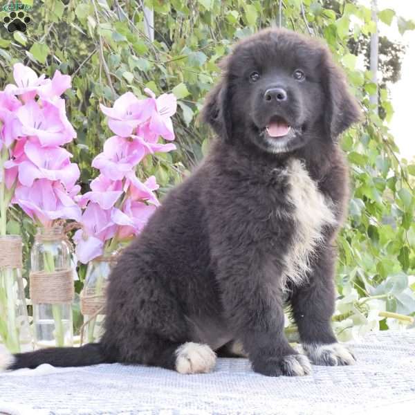 Princess, Newfoundland Puppy