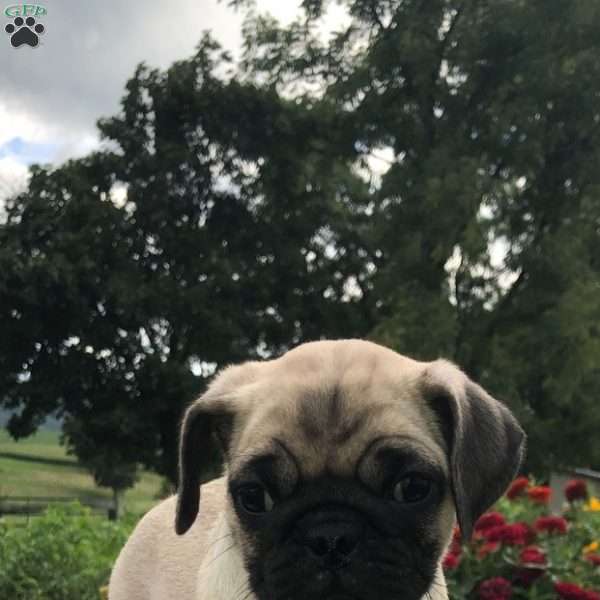 Polly, Pug Puppy