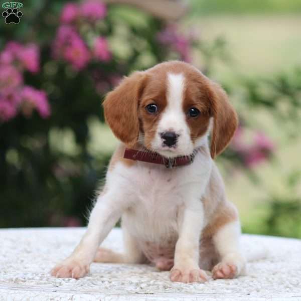 Chester, Beaglier Puppy