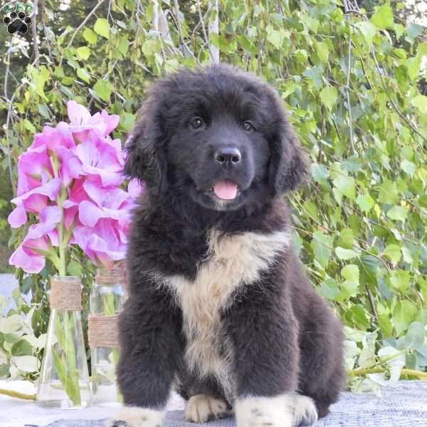 Paisley, Newfoundland Puppy