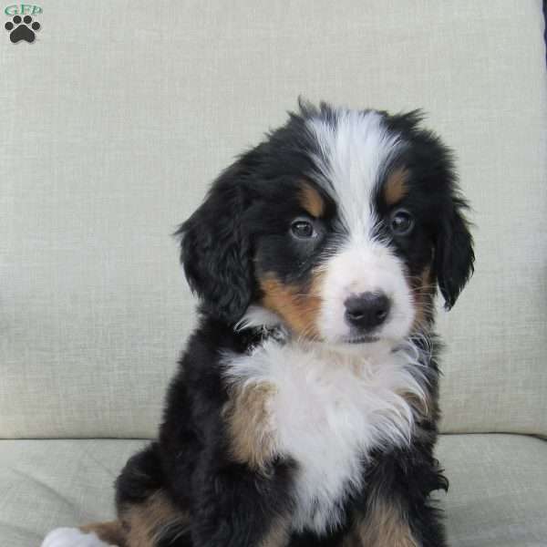 Sophia, Bernese Mountain Dog Puppy