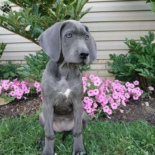 Suzy, Great Dane Puppy