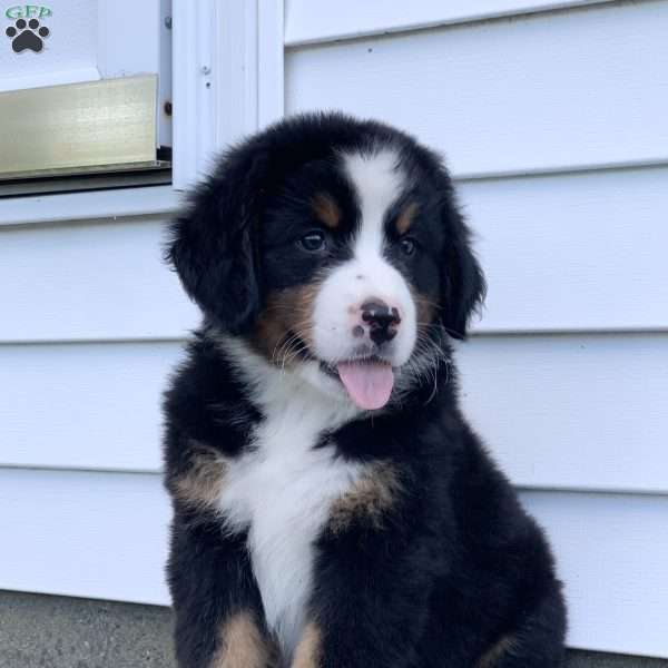 Lacey, Bernese Mountain Dog Puppy