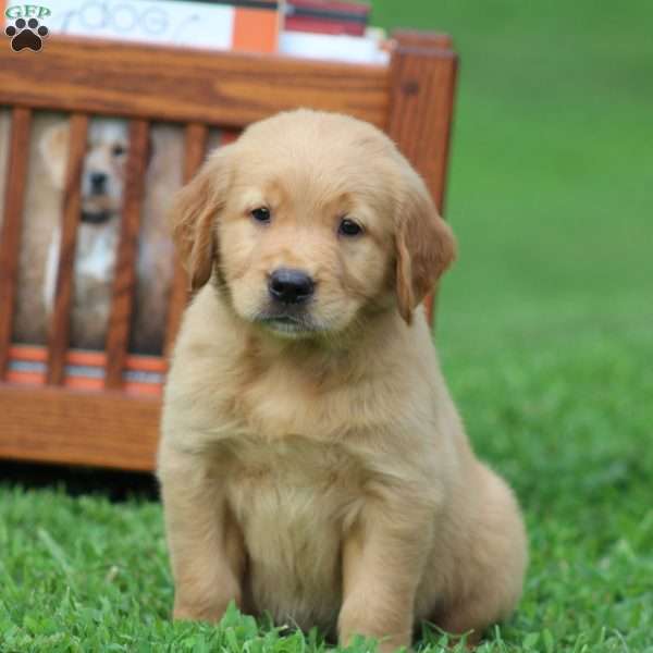 Sarge, Golden Retriever Puppy