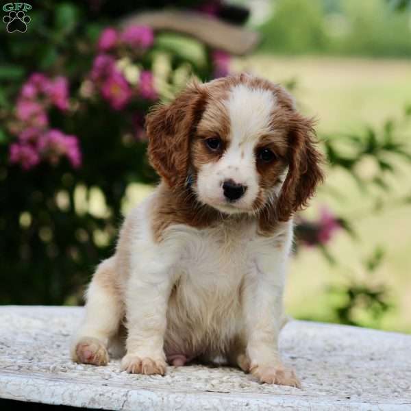 Calvin, Beaglier Puppy