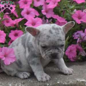 Dazzle, French Bulldog Puppy