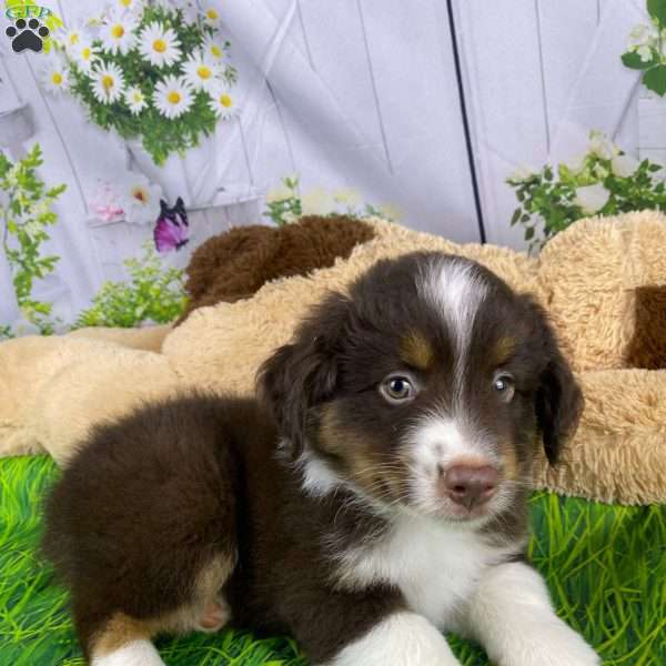 Hank, Miniature Australian Shepherd Puppy