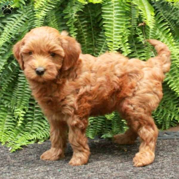 Baby, Mini Goldendoodle Puppy