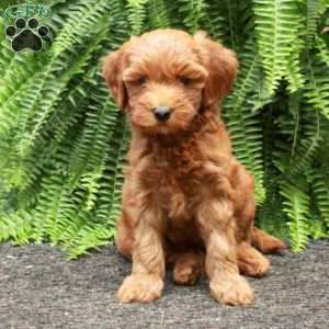 Baby, Mini Goldendoodle Puppy