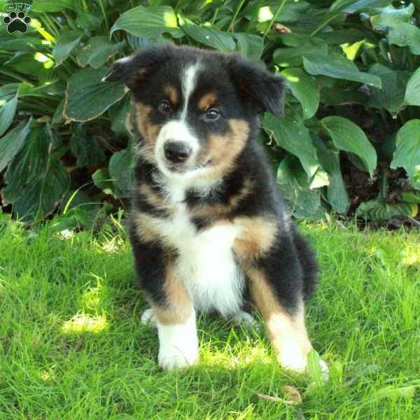 Badger, Australian Shepherd Puppy