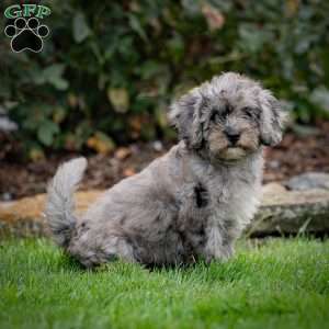 Bailey, Cavapoo Puppy