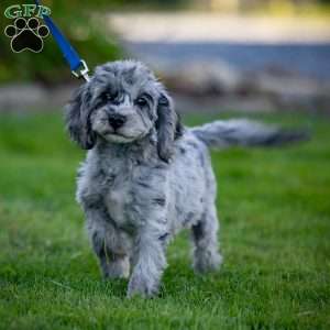 Bailey, Cavapoo Puppy