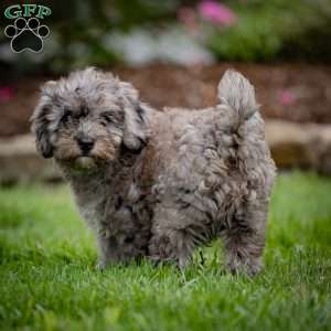 Bailey, Cavapoo Puppy