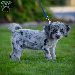 Bailey, Cavapoo Puppy