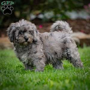 Bailey, Cavapoo Puppy