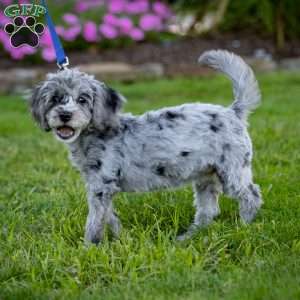 Bailey, Cavapoo Puppy