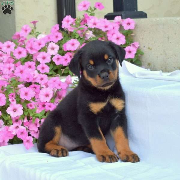 Bailey, Rottweiler Puppy