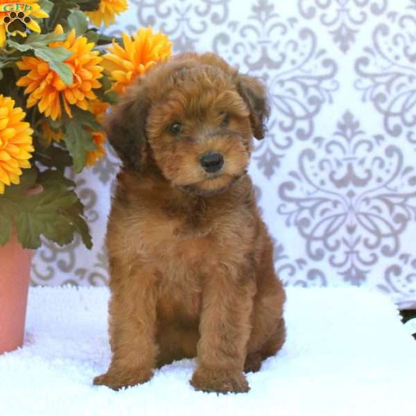 Bailey, Mini Whoodle Puppy