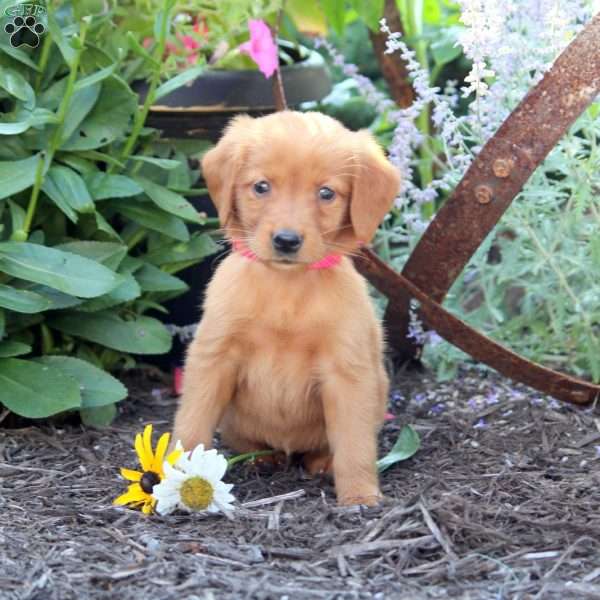 Bailey, Golden Retriever Puppy