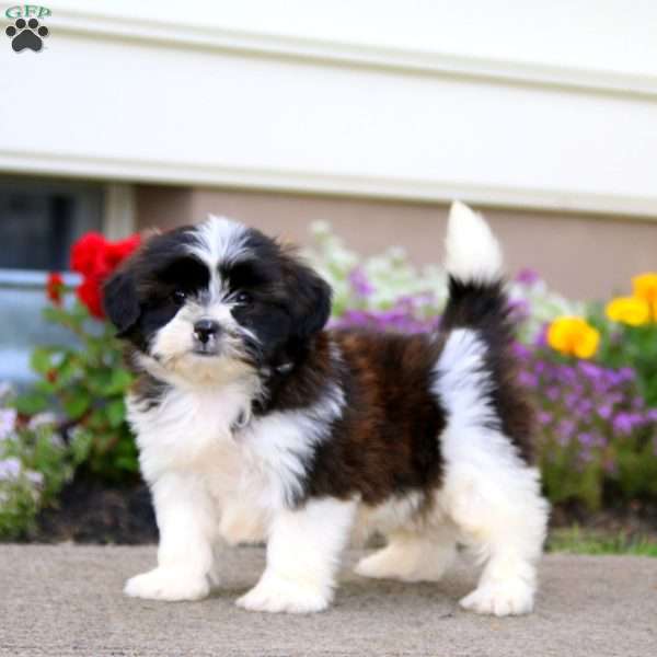 Bailey, Shih Tzu Mix Puppy