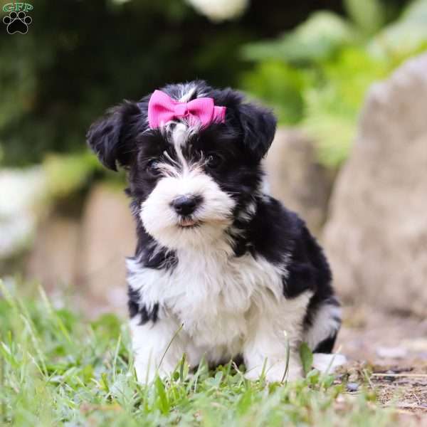 Bailey, Morkie / Yorktese Puppy