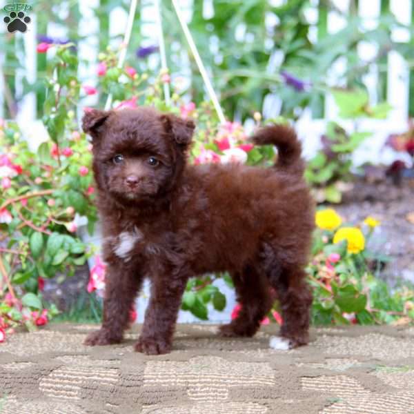 Banjo, Pomapoo Puppy