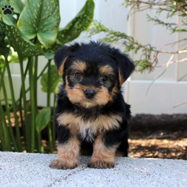 Barkley, Morkie / Yorktese Puppy