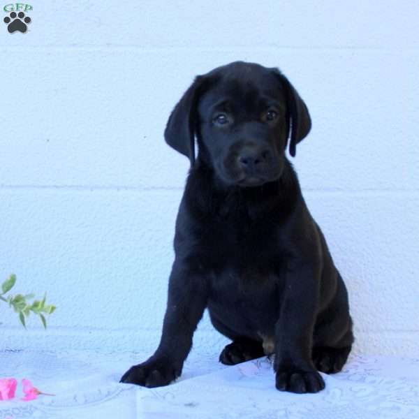 Barney, Black Labrador Retriever Puppy