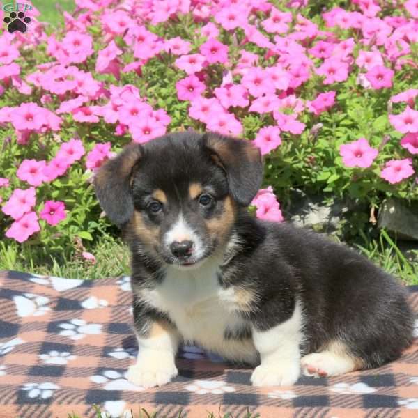 Barney, Pembroke Welsh Corgi Puppy