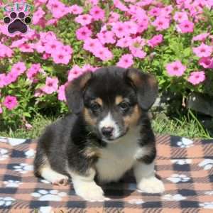 Barney, Pembroke Welsh Corgi Puppy