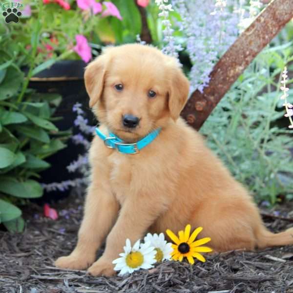 Barrett, Golden Retriever Puppy