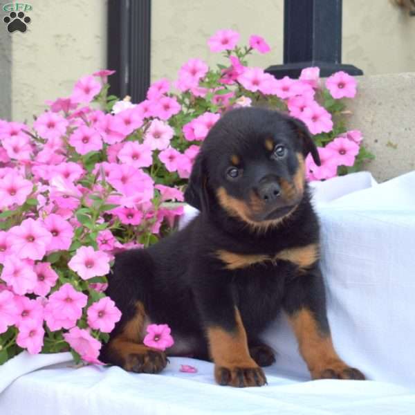 Basil, Rottweiler Puppy