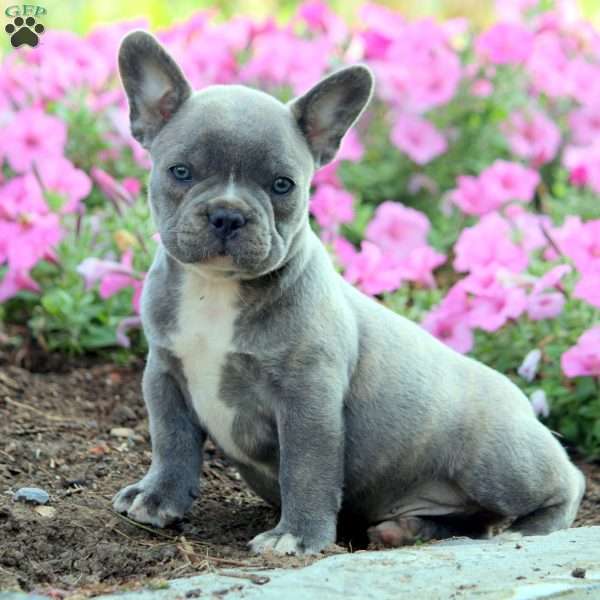 Baxter, French Bulldog Puppy