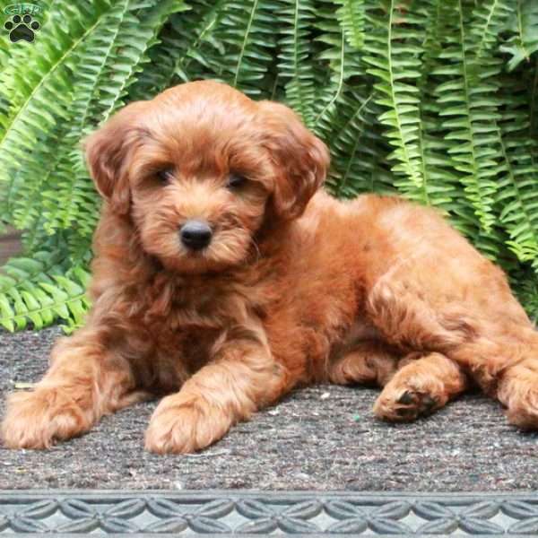 Beanie, Mini Goldendoodle Puppy