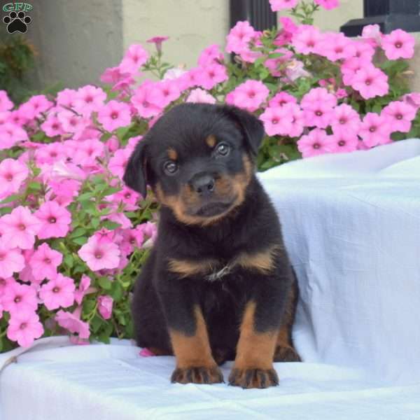 Bear, Rottweiler Puppy