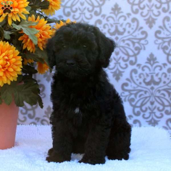 Bear, Mini Whoodle Puppy