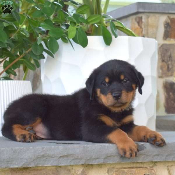 Bear, Rottweiler Puppy